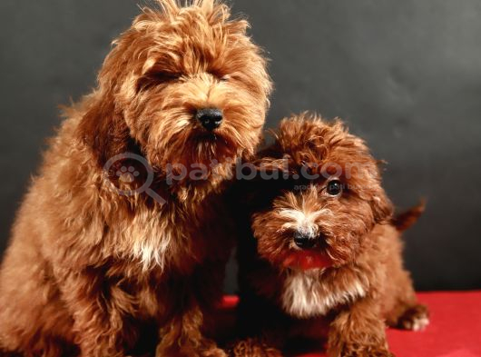 14 Şubat Doğumlu Malti̇poo Yavrular görsel