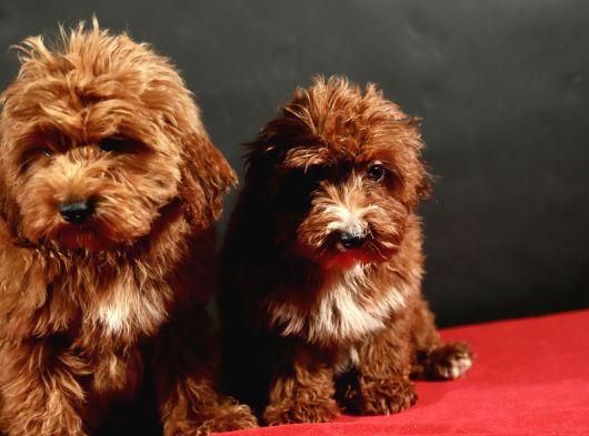 14 Şubat Doğumlu Malti̇poo Yavrular görsel