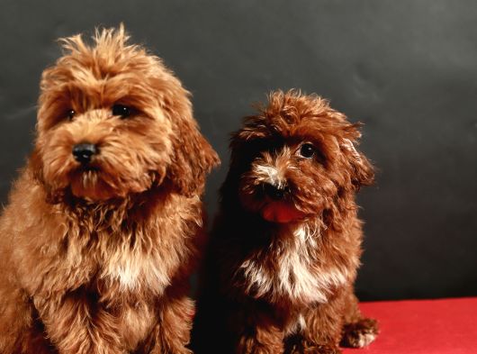 14 ŞUBAT DOĞUMLU MALTİPOO YAVRULAR