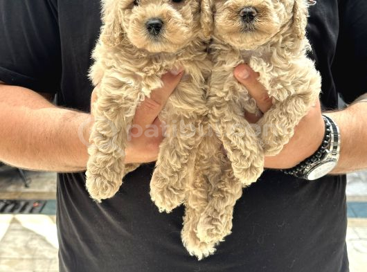 Sağlıklı Orjinal Kıvırcık Maltipoo  Bebekler görsel