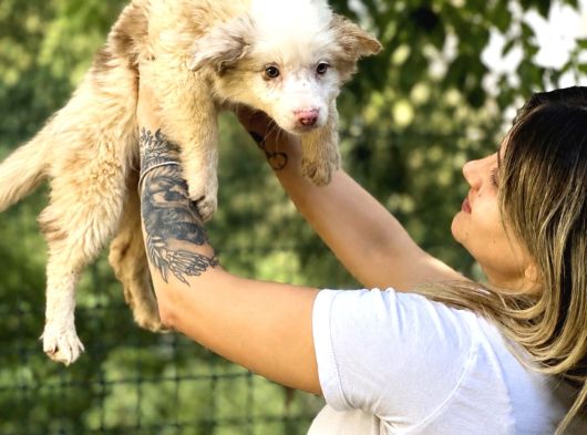 Özel Renk Border Collie Yavrusu