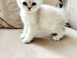 Shorthair Blupoi̇nt Yavrularimiz