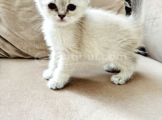 Shorthair Blupoi̇nt Yavrularimiz