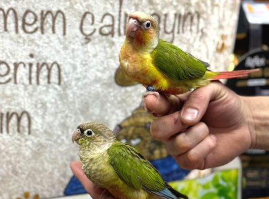 El Besleme Konur Papağanlari Gönderi̇m Mevcut görsel