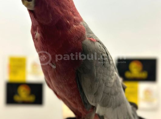 Evci̇l Gül Cacadu Papağanimiz Gönderi̇m Mevcut görsel