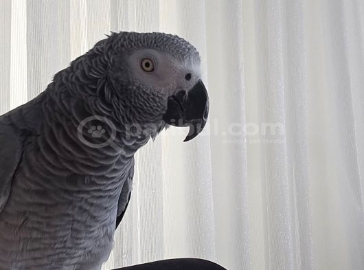 Evci̇l Konuşan Jako Papağani Gönderi̇m Mevcut görsel