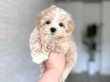 Maltese Terri̇er Ci̇nsi̇ Yavrular