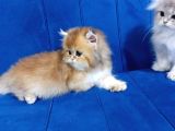 Irkının En Güzelleri Longhair Gold Ve Blue Gold Yavrularımız