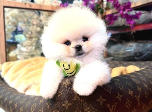 Kar Beyazkar Pomeranian Çocuklar Orjinal görsel