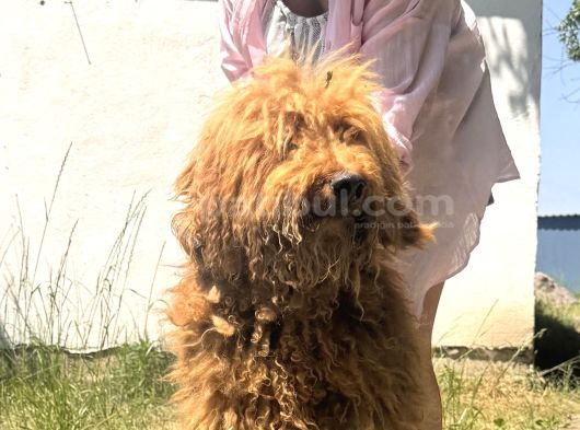 Giant Dev Poodle Yavrularımız Burkemde görsel