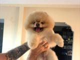 Yetişkin Orjinal Pomeranian