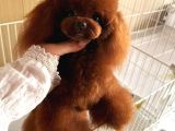 Yavru Ve Yetişkin Toy Poodle Korea