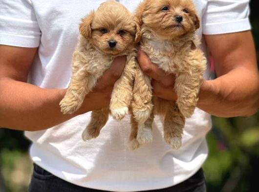 Maltipoo Bebeklerimiz