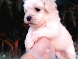 Teacup Maltese Terrier Bebeklerimiz