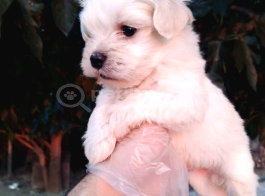 Teacup Maltese Terrier Bebeklerimiz görsel