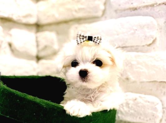 Teacup Maltese Terrier Bebeklerimiz görsel