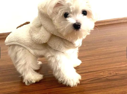 Teacup Maltese Terrier Bebeklerimiz görsel