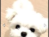 Teacup Maltese Terrier Bebeklerimiz
