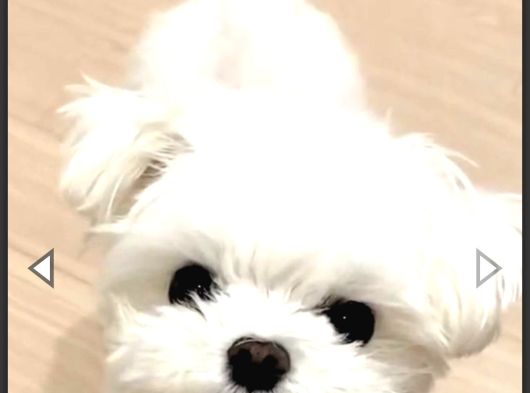 Teacup Maltese Terrier Bebeklerimiz görsel
