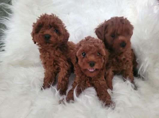 Kore Toy Poodle Bebekler Yeni Ailelerini Arıyor görsel