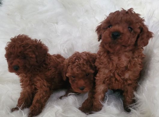 Kore Toy Poodle Bebekler Yeni Ailelerini Arıyor görsel