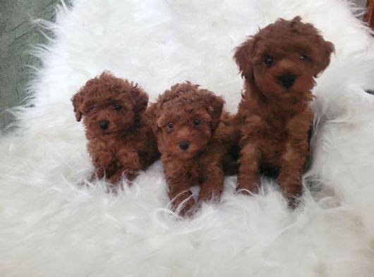 Kore toy poodle bebekler yeni ailelerini arıyor