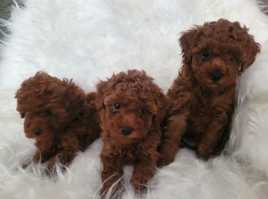 Kore Toy Poodle Bebekler Yeni Ailelerini Arıyor görsel