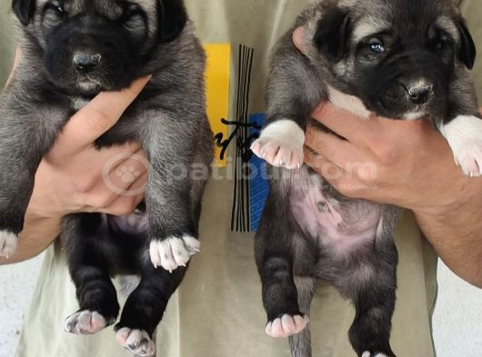 Orjinal Has Kangal Yavruları görsel