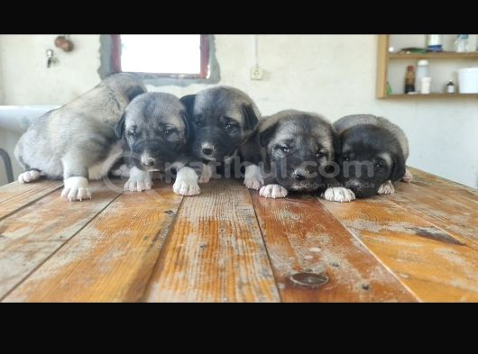Orjinal Has Kangal Yavruları görsel