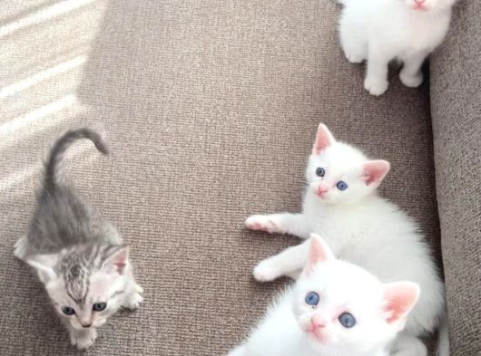 Safkan Kizimin Bebekleri̇ne Yuva Ariyoruz