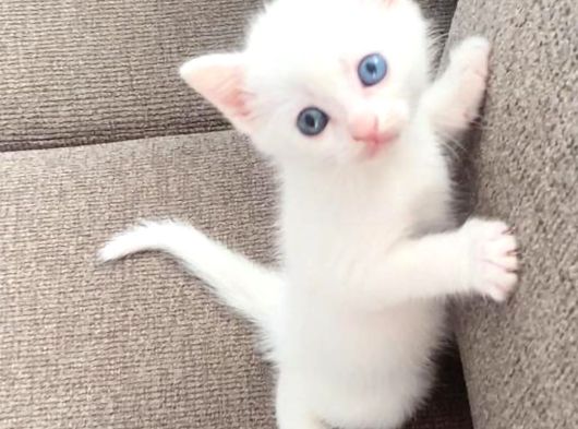 Kedi̇mi̇n Bebi̇şleri̇ne Yuva