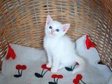 Kedi̇mi̇n Bebi̇şleri̇ne Yuva