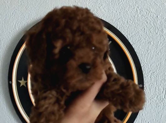 4 ay Kore kilo garantili çift karma yapılı
