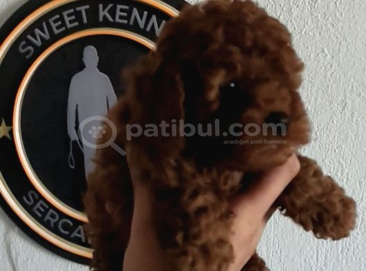 4 Ay Kore Kilo Garantili Çift Karma Yapılı görsel