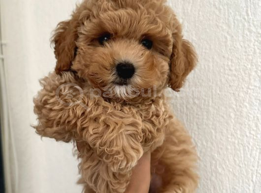 MALTİPOO CİNSİ YAVRULAR EV ÜRETİMİ