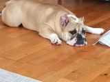 Sahibinden 10 Aylık Dişi İngiliz Bulldog  Acil İstanbul