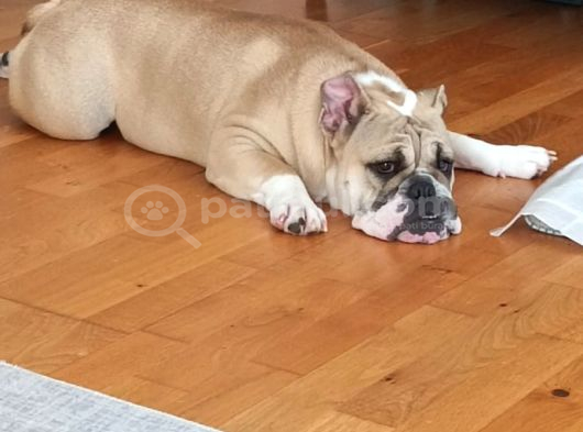 Sahibinden 10 Aylık Dişi İngiliz Bulldog  Acil İstanbul görsel