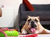 Sahibinden 10 Aylık Dişi İngiliz Bulldog  Acil İstanbul