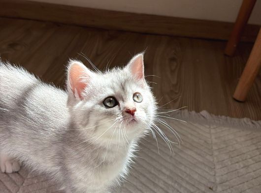 British Shorthair görsel