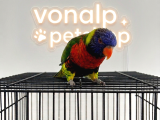 Vonalp Pet Garantisiyle Efsane Güzelli̇kte Lori̇ Papağani