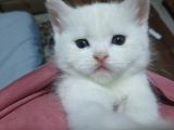 Safkan British Yavru Kedi Ankara