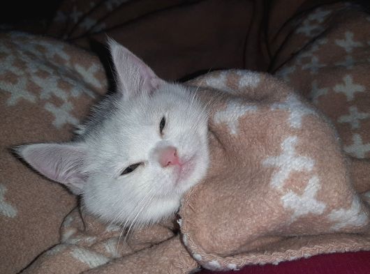 Safkan British Yavru Kedi Ankara görsel