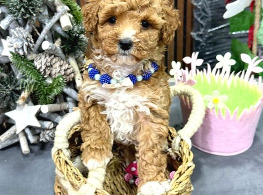 Malti̇poo Ci̇nsi̇ Yavrular Ev Üreti̇mi̇ görsel