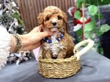 Malti̇poo Ci̇nsi̇ Yavrular Ev Üreti̇mi̇