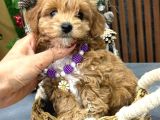 Malti̇poo Ci̇nsi̇ Yavrular Ev Üreti̇mi̇