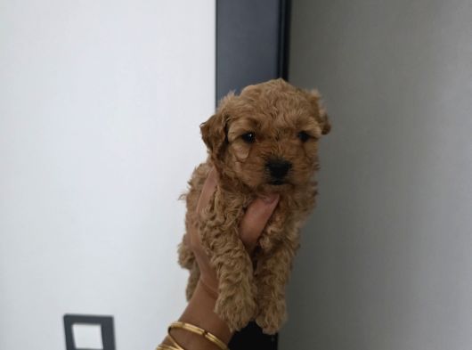 Tuvalet Eğitimli Sevimli Poodle Minnak Bebişlerim görsel
