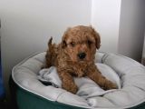 Tuvalet Eğitimli Sevimli Poodle Minnak Bebişlerim