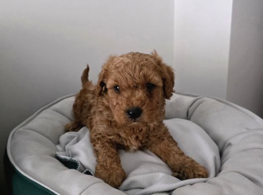 Tuvalet Eğitimli Sevimli Poodle Minnak Bebişlerim görsel