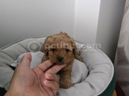 Tuvalet Eğitimli Sevimli Poodle Minnak Bebişlerim görsel