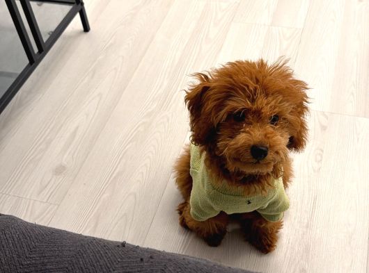 star kalitede 5 Aylık Korekan Toy Poodle